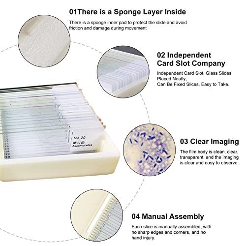 20pcs microscopio diapositivas biología y patología preparadas microbiológicas bacterianas microscopio diapositivas conjunto con caja de plástico