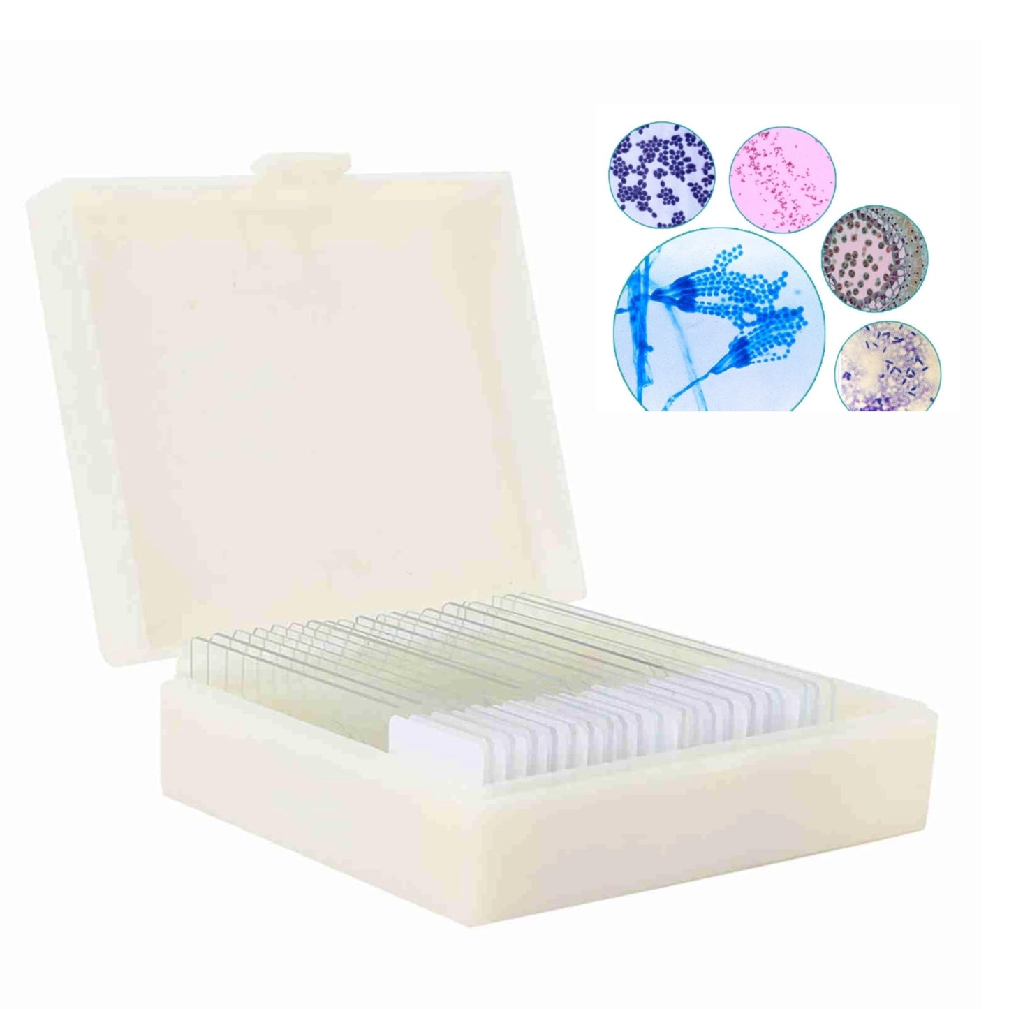 20pcs microscopio diapositivas biología y patología preparadas microbiológicas bacterianas microscopio diapositivas conjunto con caja de plástico